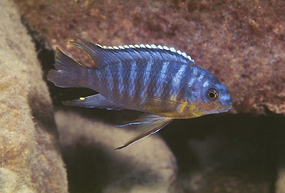 Tropheops sp. 'goldbreast' Londo Bay